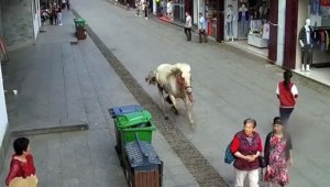 Çin'de hızla koşan at yayaları ezdi