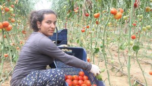 Domates fiyatları uzun aradan sonra üreticisini güldürdü