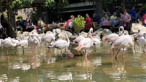 Flamingolu Köy" Anneler Günü'nde ziyaretçi akınına uğradı