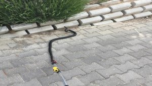 Hastanedeki yılan paniğine itfaiye son verdi