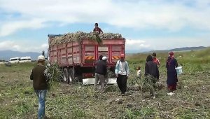 Kahramanmaraş'ta sarımsak hasadı başladı