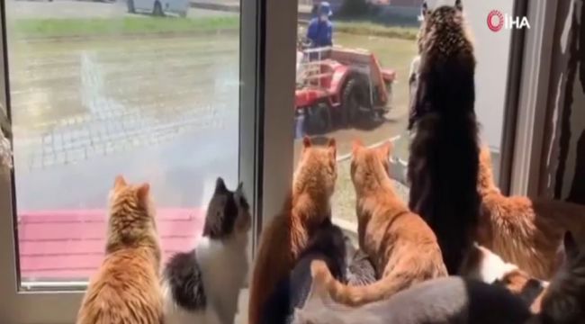 Kediler çiftçiyi dakikalarca pür dikkat izledi