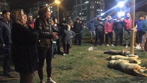 Köpek katliamına ilişkin 3 kişi hakkında hapis istemi