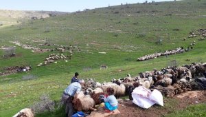 Koyun kuduz çıktı, hayvanların köye giriş çıkışları yasaklandı