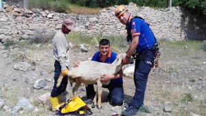 Kuyuya düşen koyunu AFAD ekipleri kurtardı
