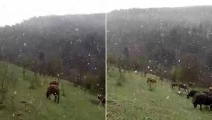 Mayıs ayında lapa lapa yağan kar şaşırttı