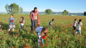 Muş Ovası kırmızıya büründü