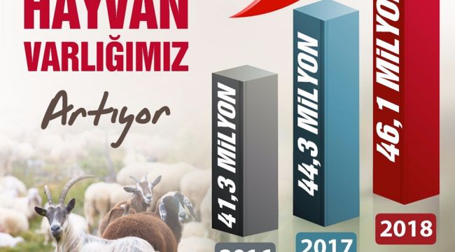 Türkiye'de küçükbaş hayvan sayısı artıyor