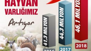 Türkiye'de küçükbaş hayvan sayısı artıyor