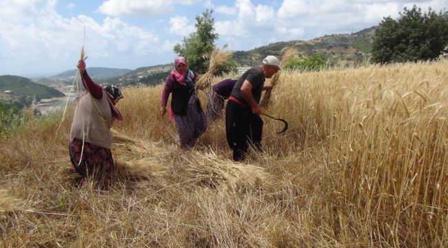 Türkiye'nin ilk buğday hasadı Antalya'dan