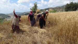 Türkiye'nin ilk buğday hasadı Antalya'dan