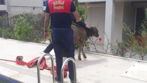 Yüzme havuzuna giren buzağı görenleri hayrete düşürdü