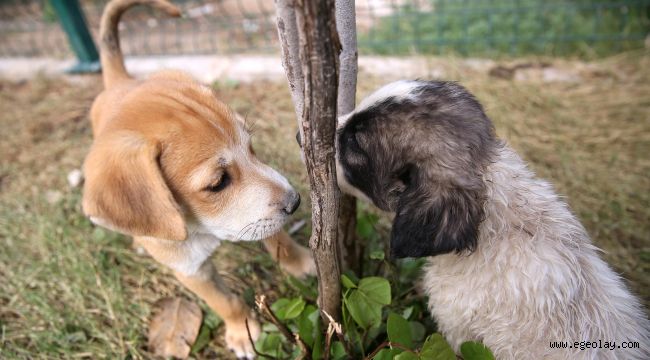 Buca Belediyesi'nden 'Satın Alma Sahiplen' kampanyası