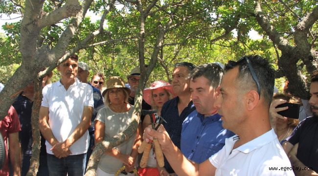 Çeşme'den Sakız Damlıyor! 