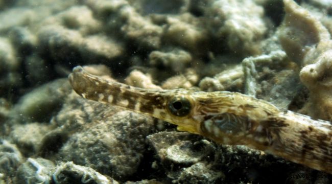 İzmir Körfezi'nden güzel haberler var