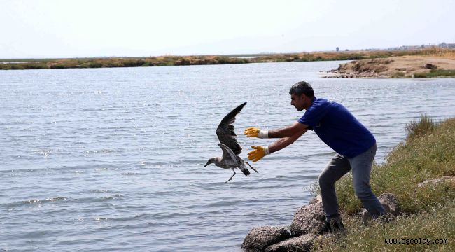 Karşıyaka'da 'yavru martı' seferberliği 