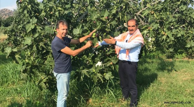 İngiliz Kraliyet ailesinin gözdesi taze siyah incirin ihracatı 29 Temmuz'da başlıyor