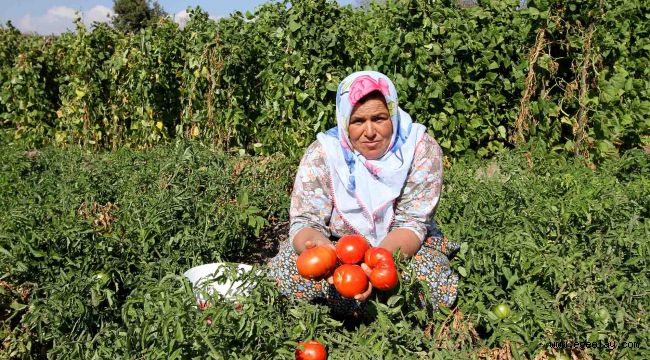 Yamanlar Domatesi tezgahlara dönüyor 