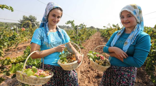 Buca'da üzüm şenliği heyecanı