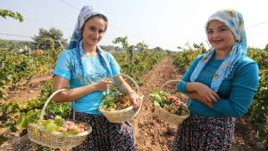 Buca'da üzüm şenliği heyecanı