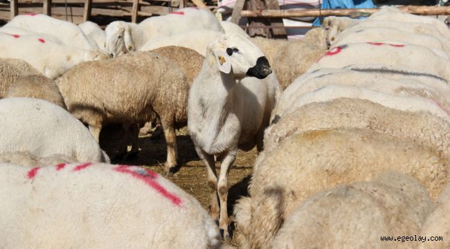 Buca'nın kesim yerleri belli oldu