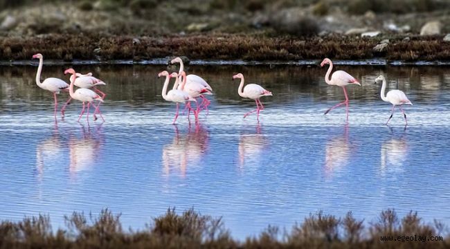 Çeşme Belediyesi ve WWF-Türkiye işbirliğiyle Alaçatı doğa turizminde de iddialı