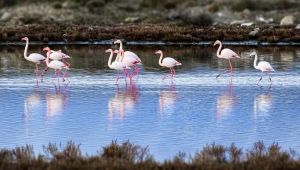 Çeşme Belediyesi ve WWF-Türkiye işbirliğiyle Alaçatı doğa turizminde de iddialı