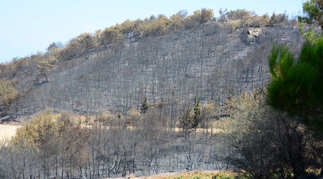 İzmirliler büyük yangının yaralarını sarmak için bir araya geliyor