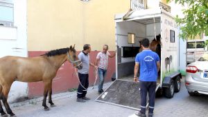 Karşıyaka'da 'başıboş at' operasyonu 