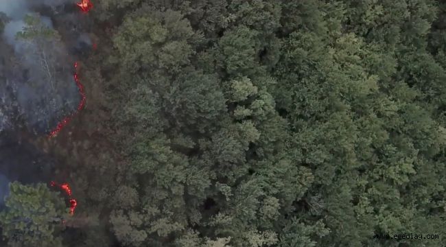 Kiğılı Türkiye'de Ormanların Sesi Oluyor