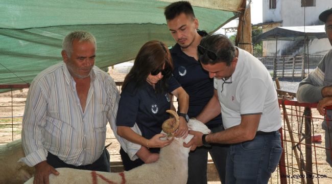 Menderes'te Kurban Denetimi