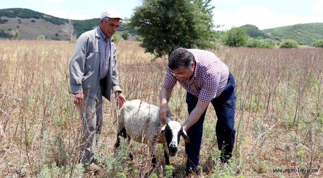 Sındır, veba salgınını Meclis gündemine taşıdı