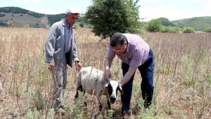 Sındır, veba salgınını Meclis gündemine taşıdı