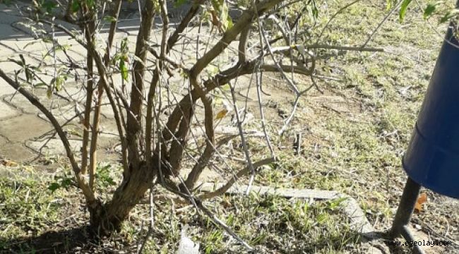 Vandallar Bucalıların parasını gasp etmeye devam ediyor! 