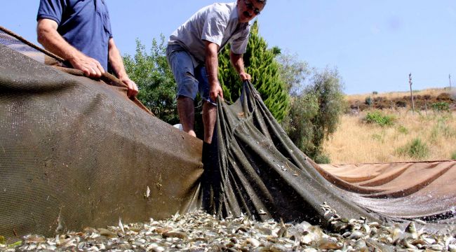 DSİ İzmir'den balık bereketi