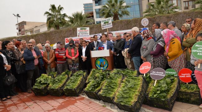 Menemen'de binlerce kişiye ıspanak yemeği 