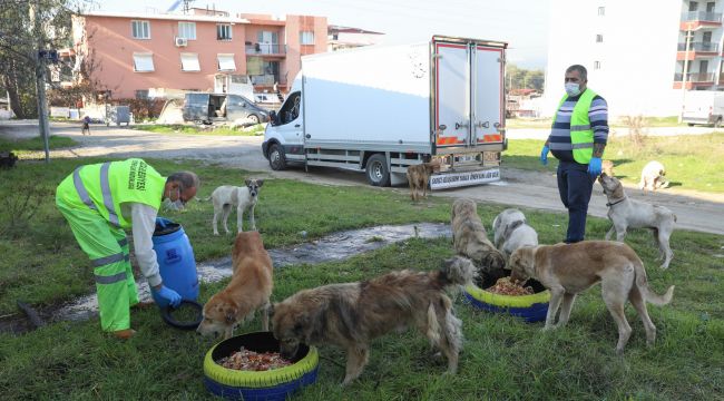 Buca Belediyesi kırsaldaki can dostlarına kucak açtı 