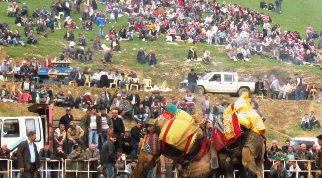 Ödemiş Konaklı deve güreşleri Pazar günü yapılacak 