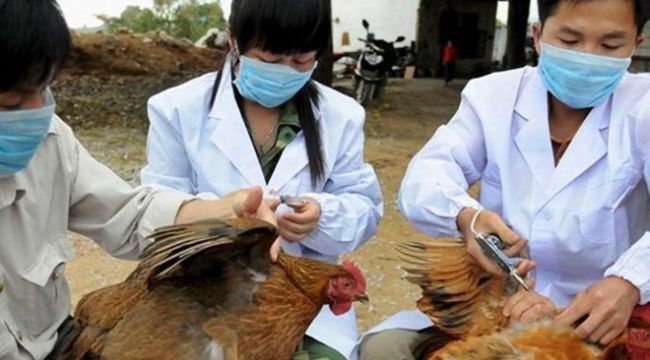 Çin'de kuş gribi salgını görüldü: 17 bin kanatlı hayvan itlaf edildi