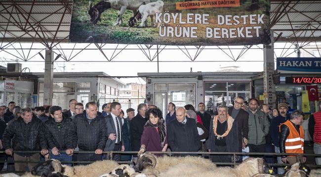 İzmir Büyükşehir Belediyesi'nin küçükbaş hayvan desteği devam ediyor