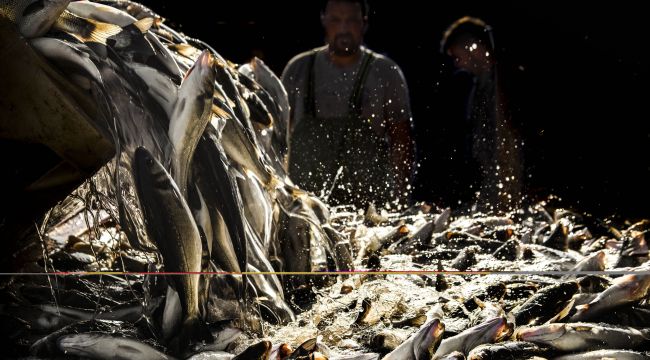 Balık fotoğrafı yarışmasında kazananlar belli oldu