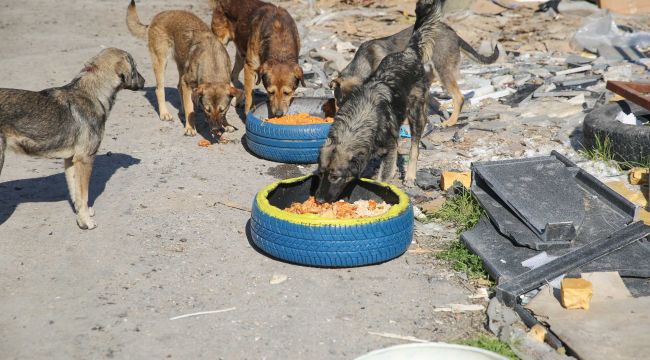 Buca'da sokak hayvanları unutulmuyor