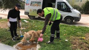 Çiğli Belediyesi Sokak Hayvanlarını Unutmadı