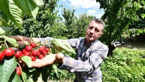 Başkan Soyer'den kiraz hasadına katılım çağrısı:"El verin hem üreticiyi hem tüketiciyi doyuralım"