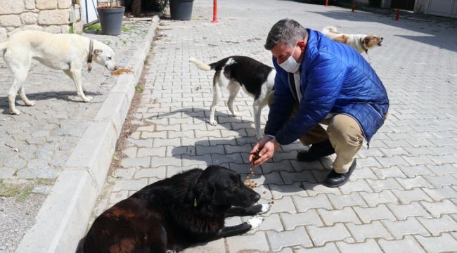 Çeşme Belediyesi sokak hayvanlarını unutmadı