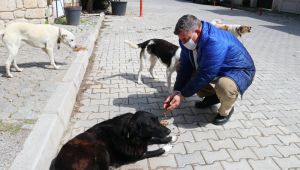 Çeşme Belediyesi sokak hayvanlarını unutmadı