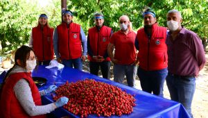 İhracata İlk Giden Kiraz Kemalpaşa'dan