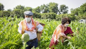  Çiftçiler Günü'nde Başkan Soyer sırtında küfeyle enginar hasadına katıldı