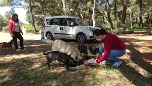 Sokak Hayvanları İzmir İl Tarım ve Orman Müdürlüğü'ne Emanet