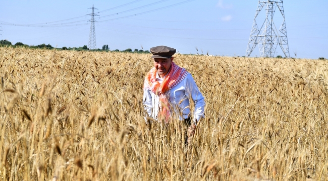 Başkan Soyer elleriyle serptiği karakılçık buğdayının hasadını yaptı